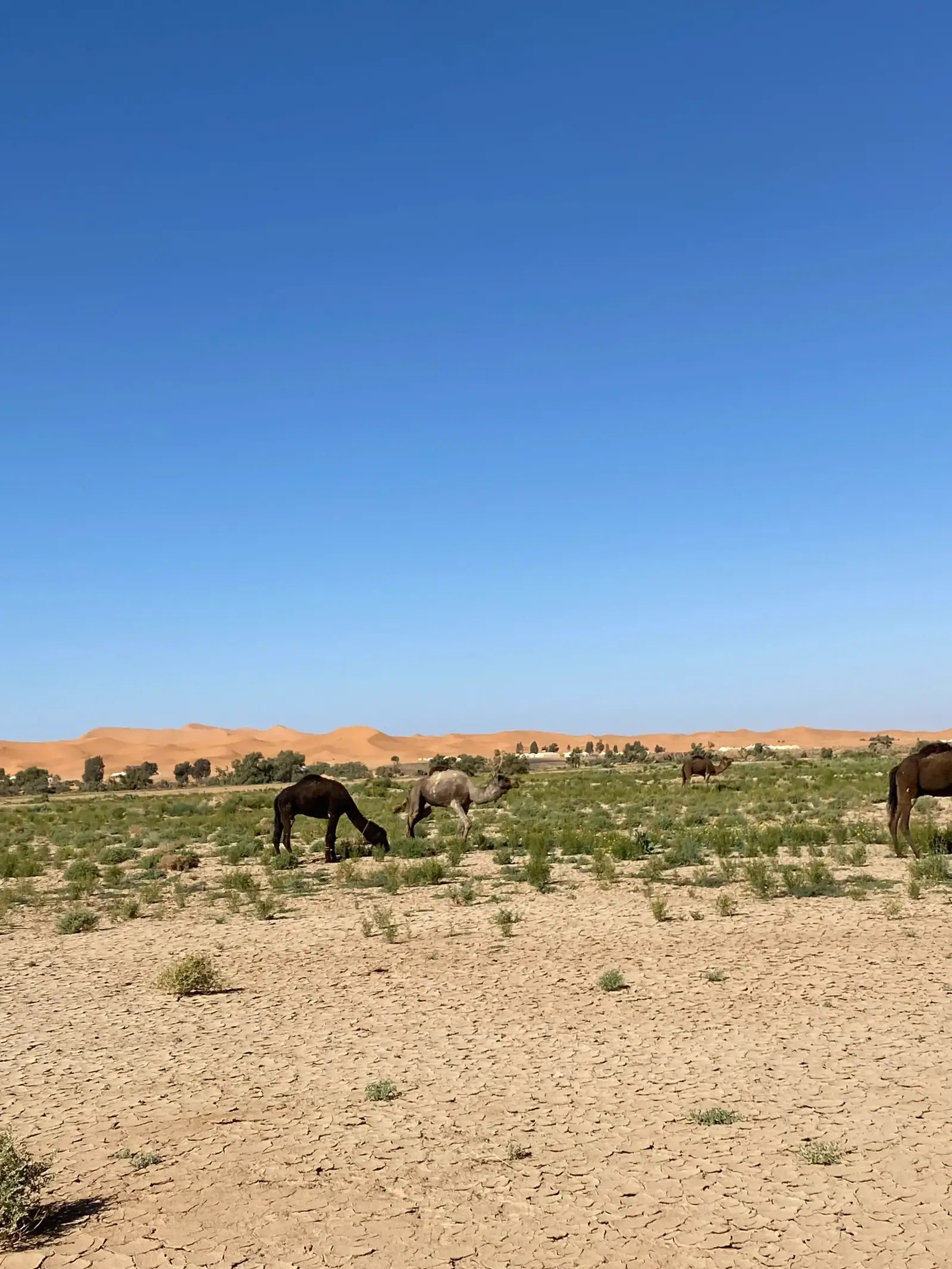 Birdwatching around Merzouga