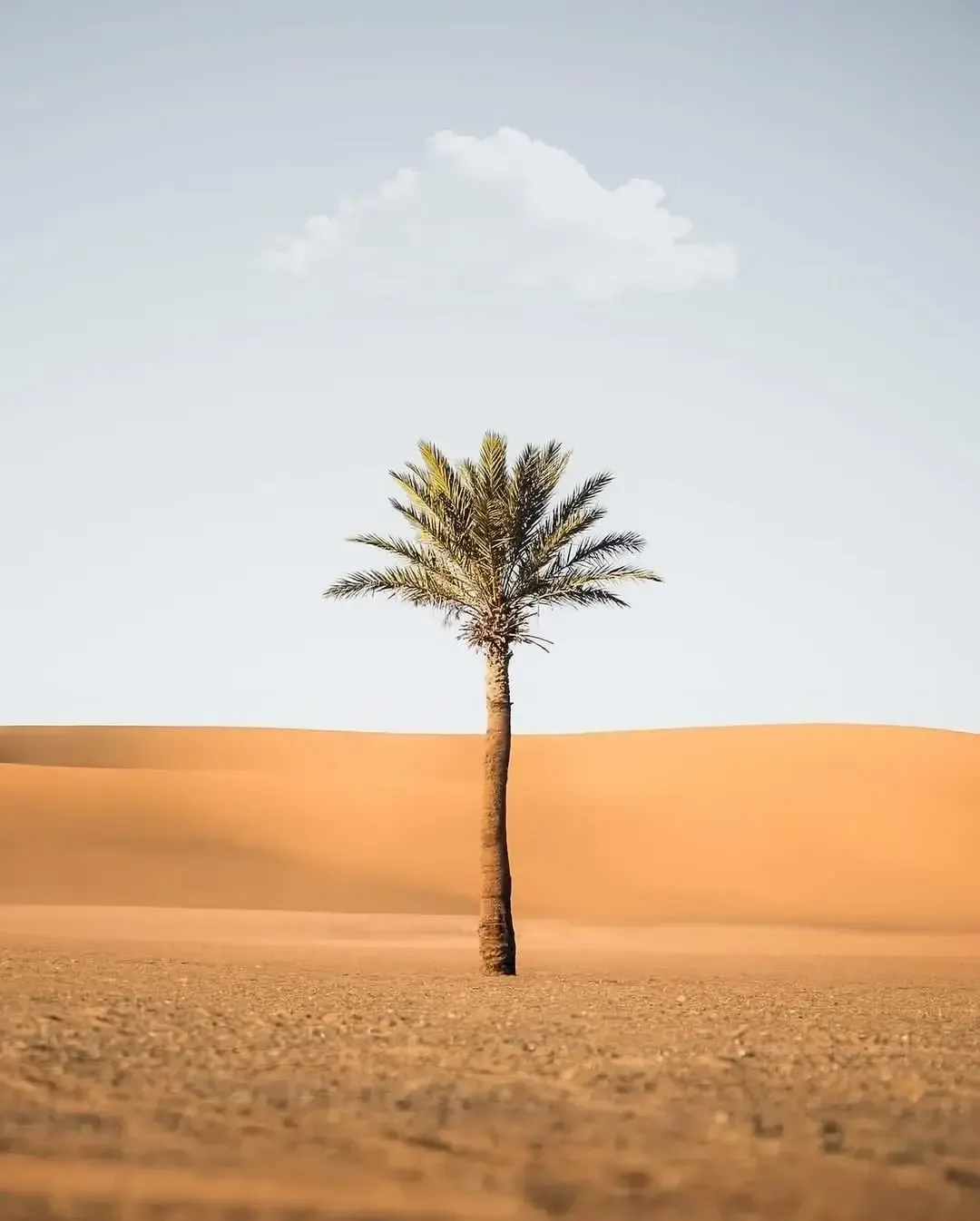 Desert Wellness & Yoga Session
